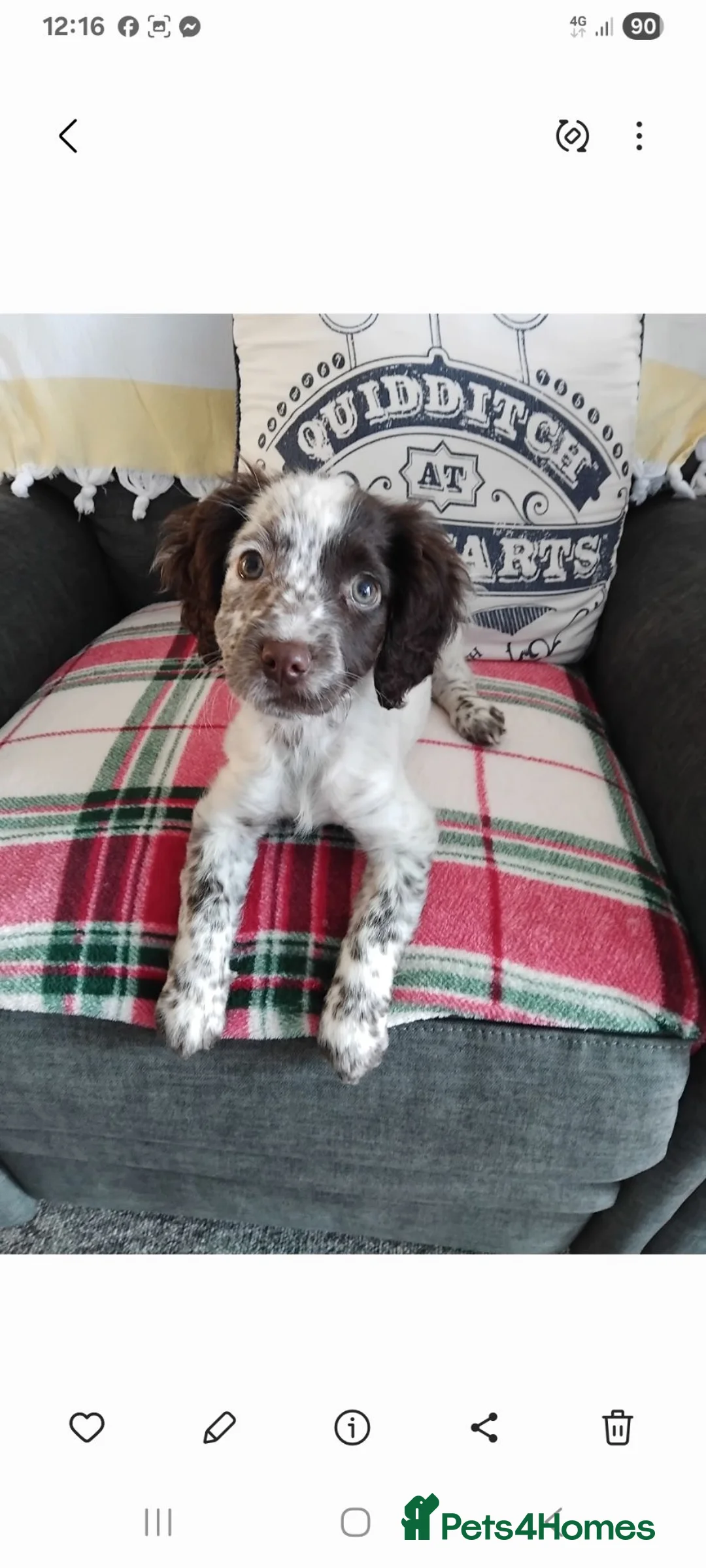 Cocker Spaniel dogs for sale: Female 7month white with brown markings in Fareham - Advert 1
