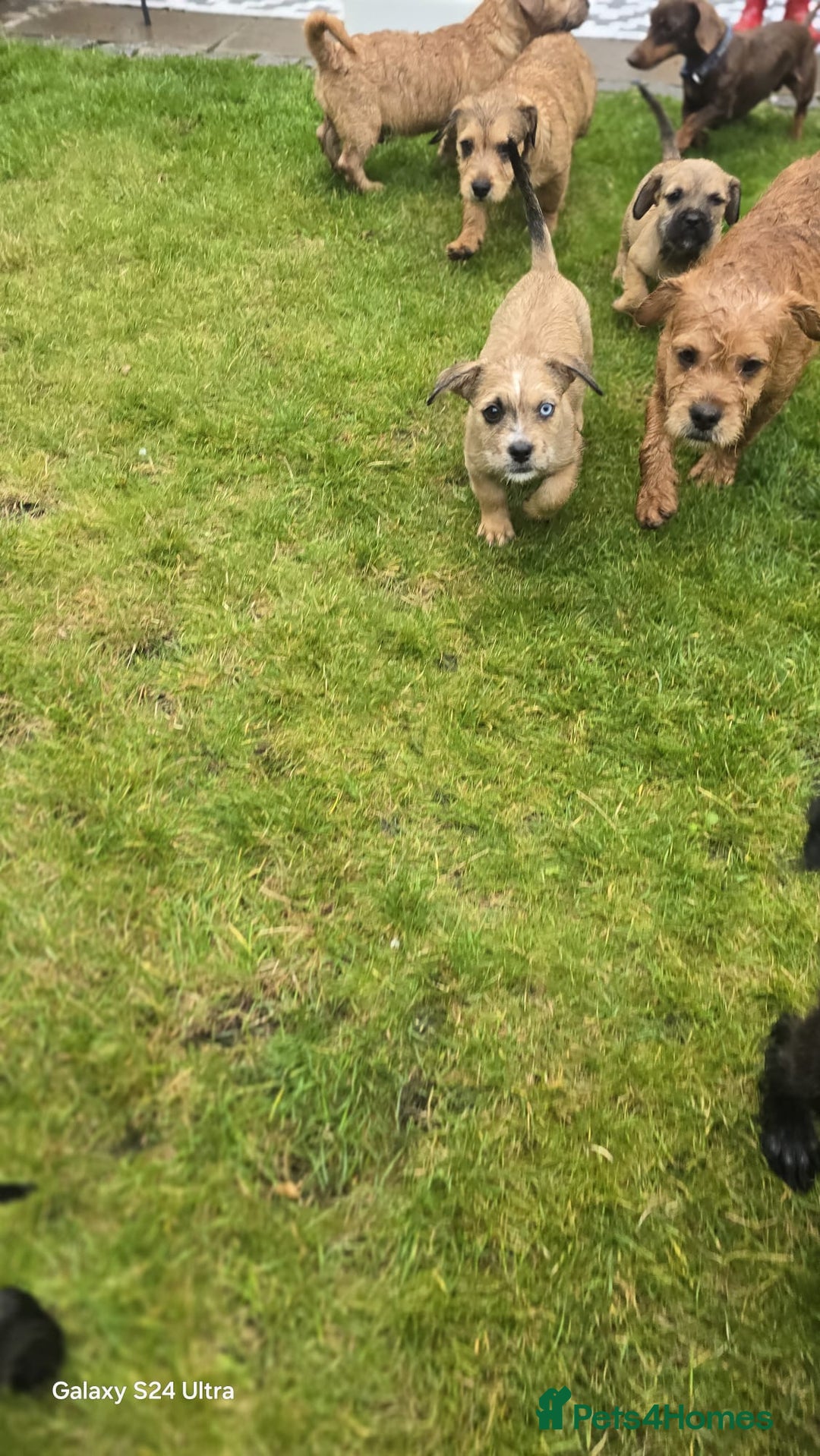 Mixed Breed dogs for sale: froodle french bulldog x poodle - Image 11