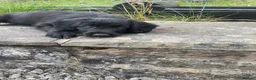Bordoodle dogs for sale: Bordoodle Puppies Last Remaining Two ⭐ - Advert 10