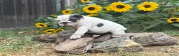 English Bulldog dogs for sale: Rare mini english bulldogs  - Advert 5