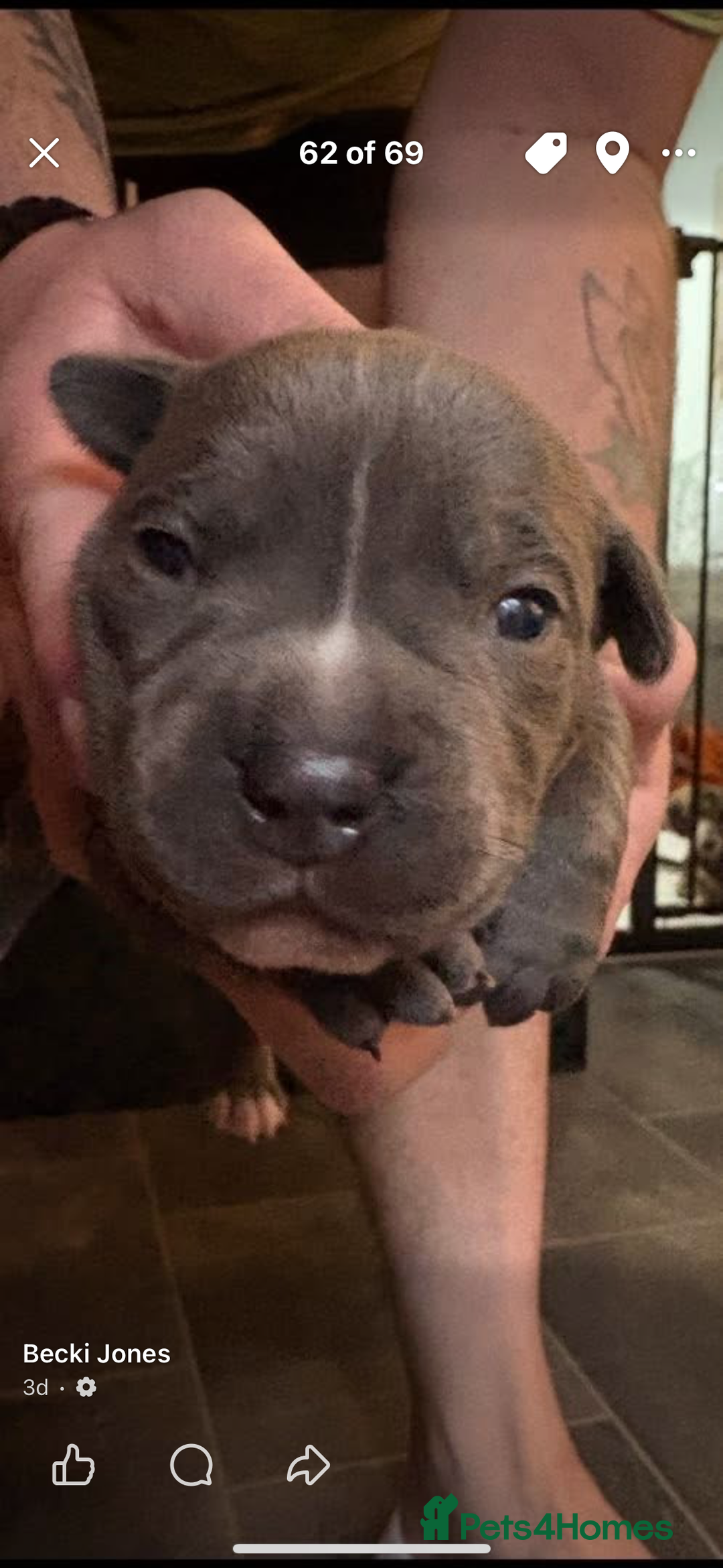 Staffordshire Bull Terrier dogs for sale: Blue staffy boy puppy - Advert 1