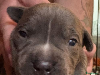 Staffordshire Bull Terrier dogs Blue staffy boy puppy - Advert 4