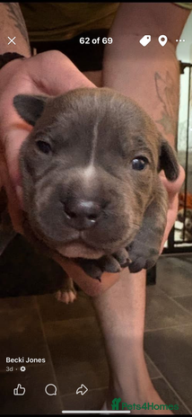 Staffordshire Bull Terrier dogs Blue staffy boy puppy - Advert 5