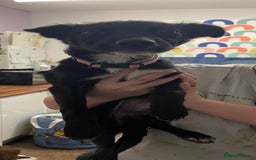 Mixed Breed dogs for sale: Collie cross pups  - Advert 18