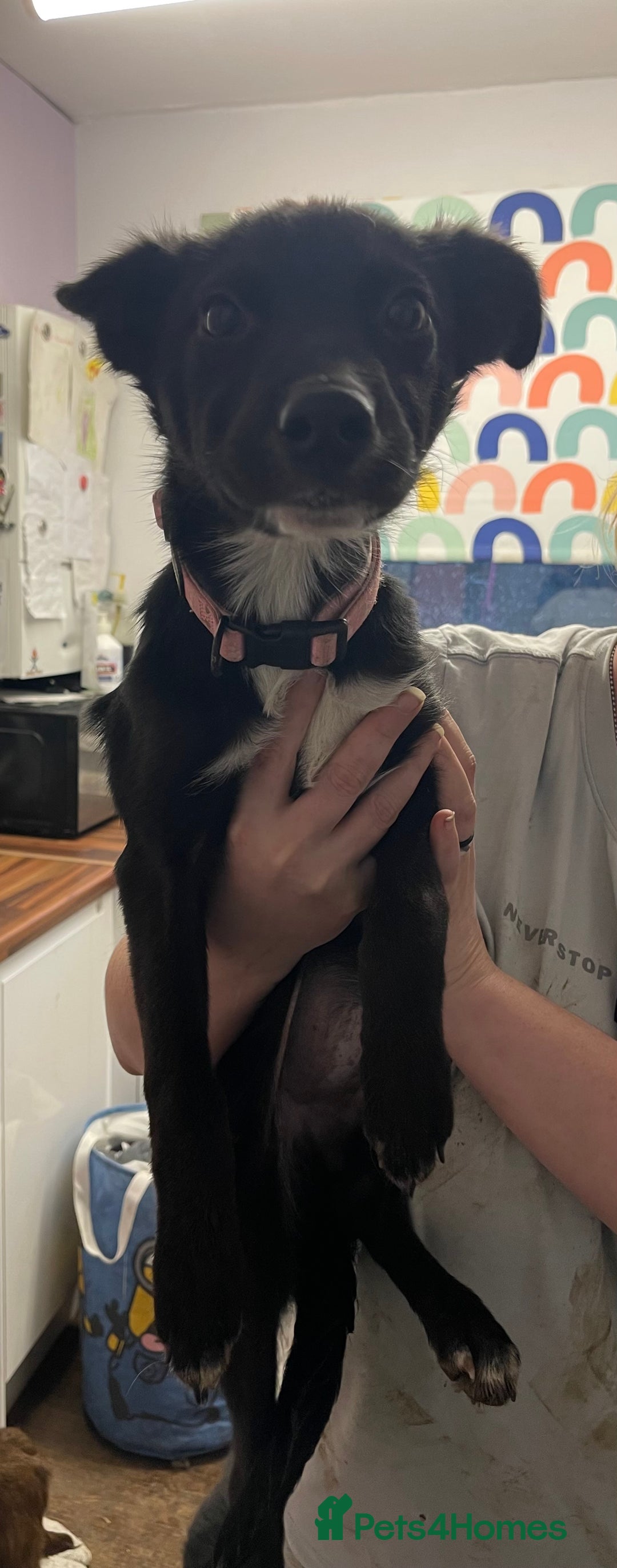 Mixed Breed dogs for sale: Collie cross pups  - Advert 18