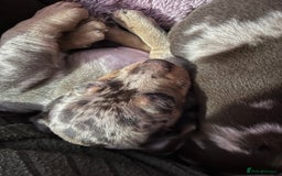 Dachshund dogs for sale: Beautiful miniature dachshunds  - Image 16