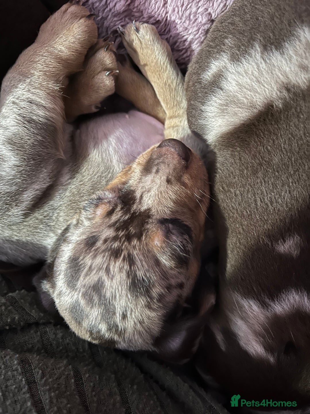 Dachshund dogs for sale: Beautiful miniature dachshunds  - Image 16