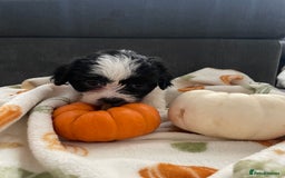 Mixed Breed dogs for sale: Maltese cross La Chon puppies  - Image 14