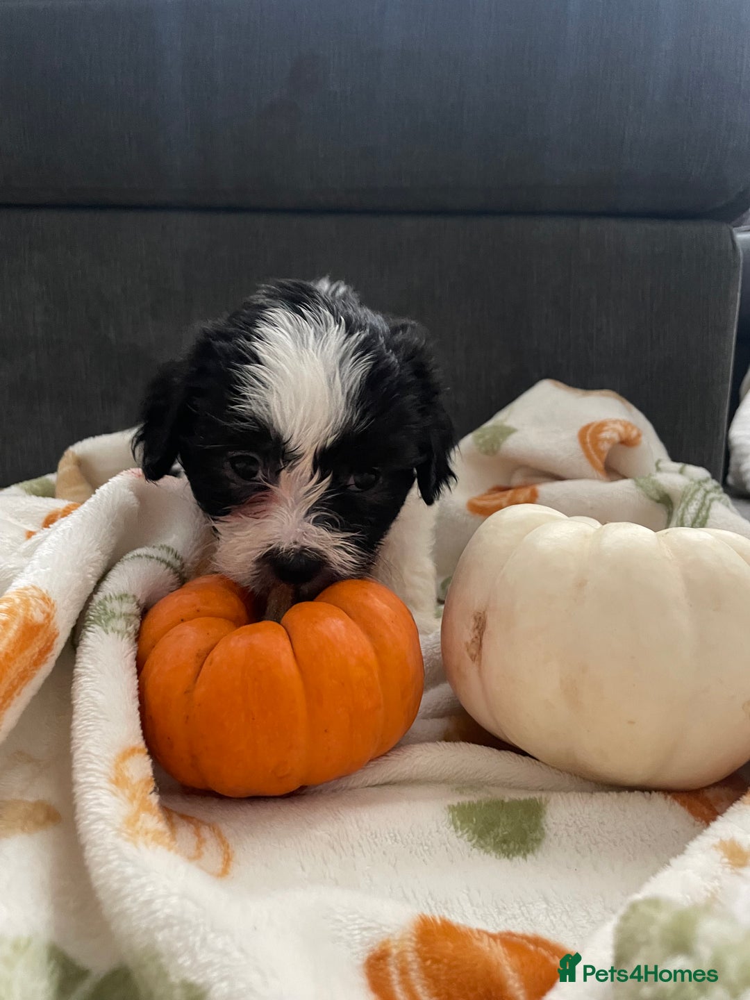 Mixed Breed dogs for sale: Maltese cross La Chon puppies  - Image 14