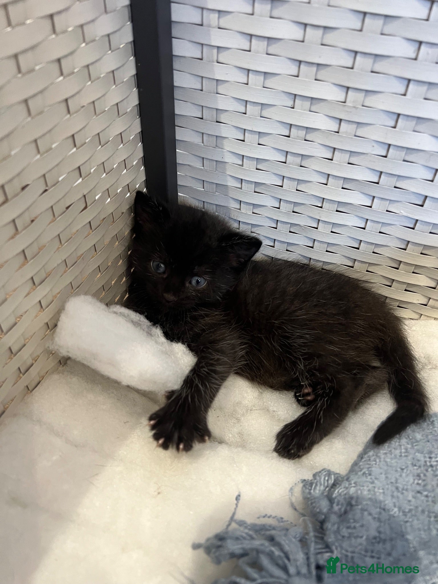 Mixed Breed cats 5 Gorgeous Kittens~Ready to be reserved  - Advert 11