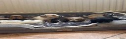 Cockapoo dogs for sale: Stunning F1 Cockapoos from H/Tested KC Parents!! - Advert 19