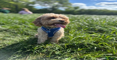 Cavapoo dogs in Horsham - Advert 5