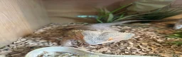 Bearded Dragon reptiles for sale: Rehoming Leo in Worcester - Advert 7