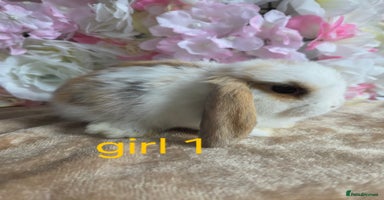 Mini Lop rabbits - Advert 14