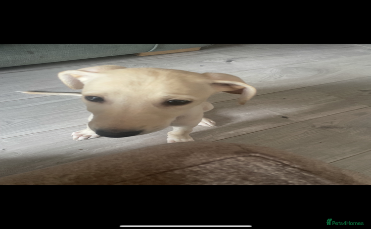 Greyhound dogs - Advert 10