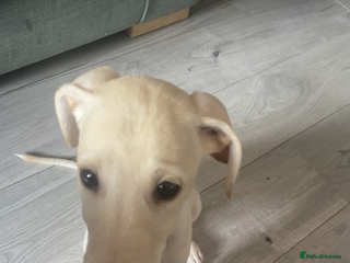 Greyhound dogs - Advert 4