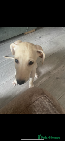 Greyhound dogs - Advert 10