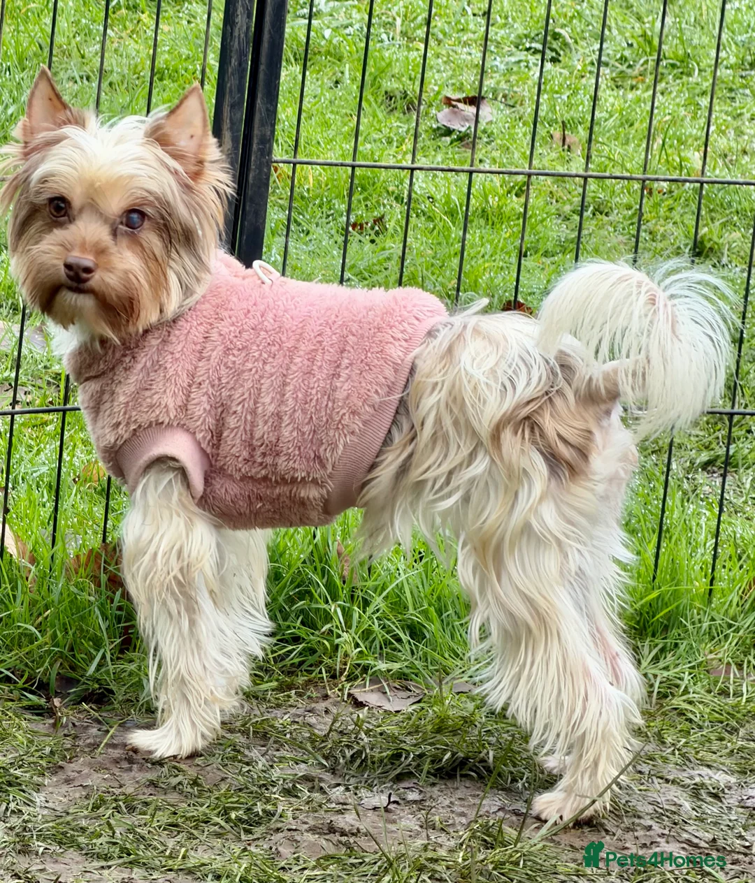 Yorkshire Terrier dogs for adoption: 🐾 COCO – Female Yorkshire Terrier Neutered - Advert 4