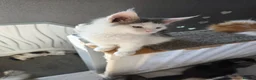 Maine Coon cats for sale: STUNNING MAINE COON KITTENS  - Advert 16