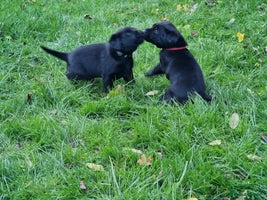 Labrador Retriever dogs - Advert 5