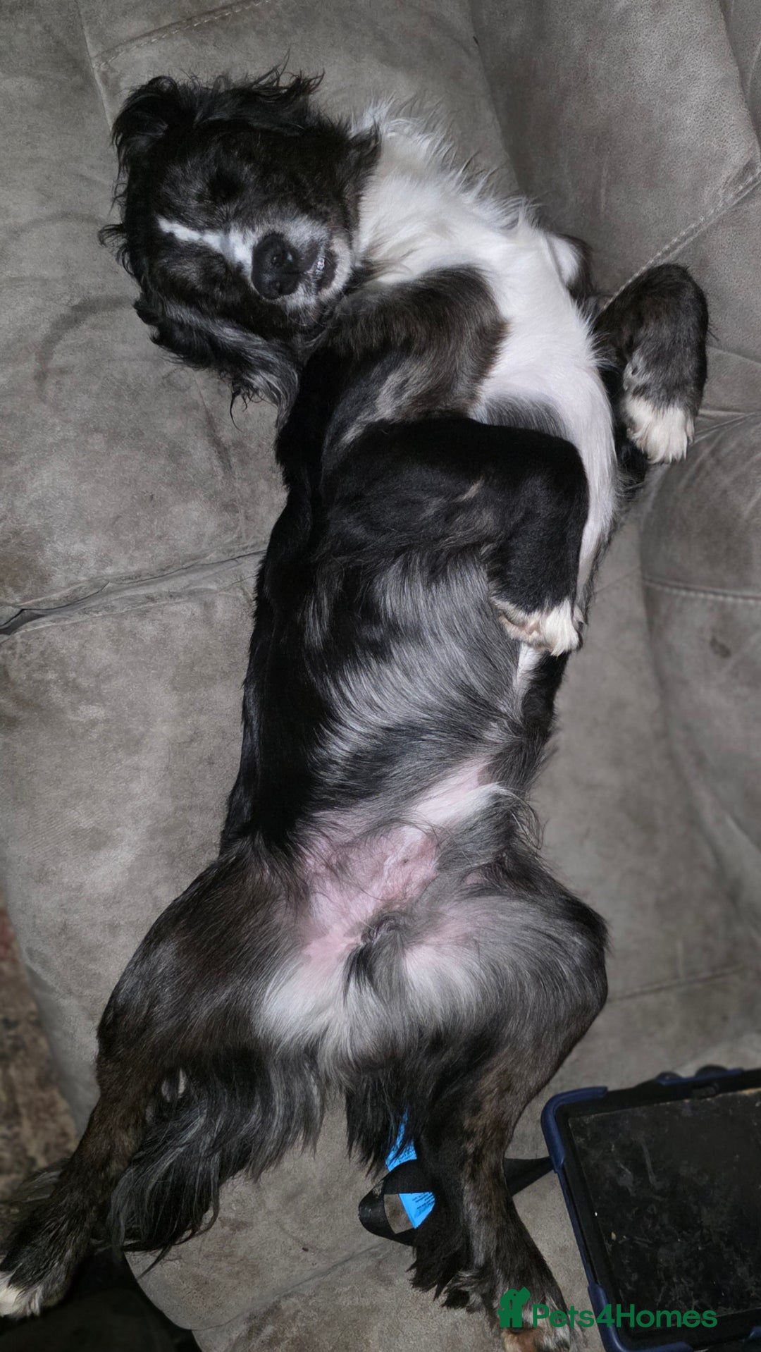 Sprocker dogs for sale: Sprocker brothers - Advert 3