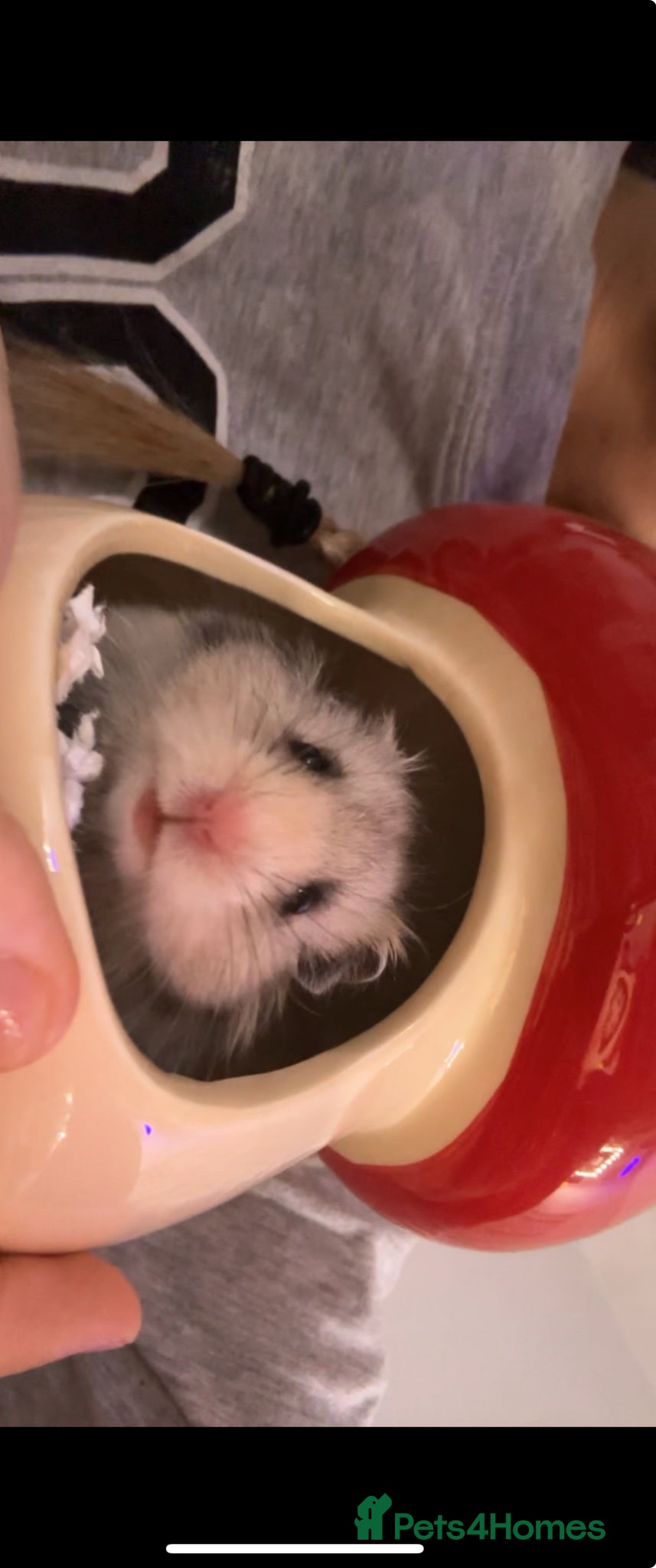 Hamster rodents for sale: Long haired Syrian hamster in Solihull - Advert 2