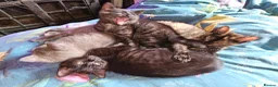 Mixed Breed cats for sale: 1 Ghost Tabby, 1 Tortoiseshell and 1 Black kittens in Cranbrook - Advert 21