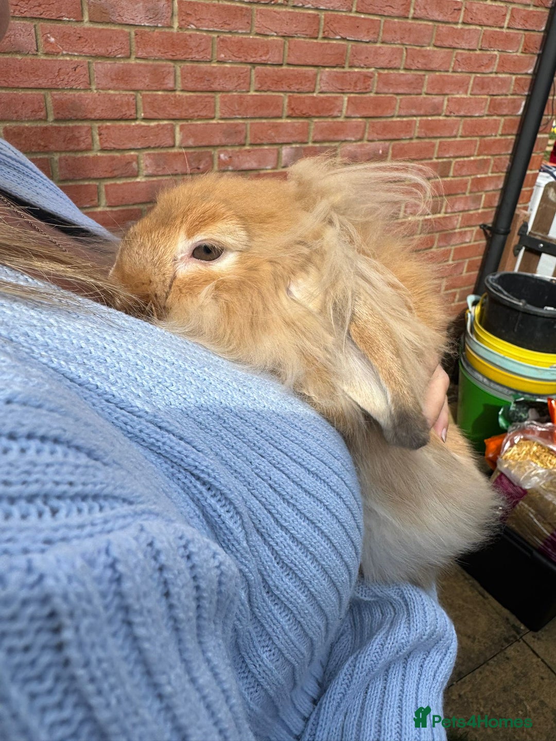 Mini Lion Lop rabbits for sale: 2 male mini lion lop bunnies  - Image 4