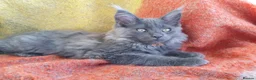 Maine Coon cats for sale: TICA REGISTERED GORGEOUS MAINE COONKITTENS - Advert 25