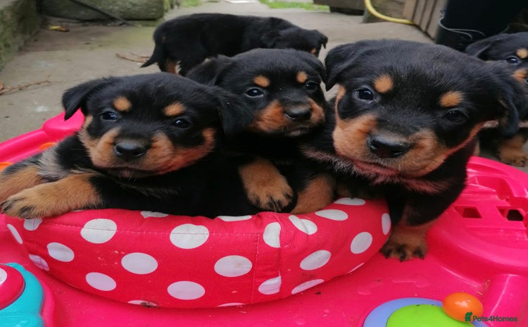 Rottweiler dogs - Advert 2