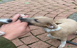 Italian Greyhound dogs for sale: Beautiful Italian greyhounds  - Image 23