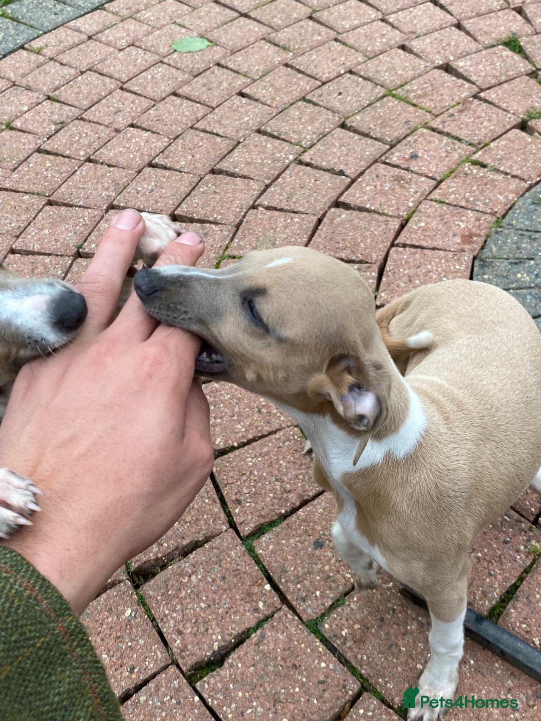 Italian Greyhound dogs for sale: Beautiful Italian greyhounds  - Image 23