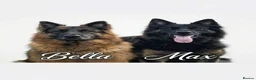 German Shepherd dogs for sale: German Shepherd Puppies – Healthy, Socialised  - Advert 11