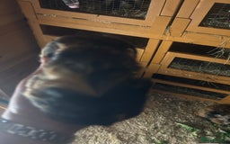 Guinea Pig rodents for sale: 2 male guinespigs  - Image 6