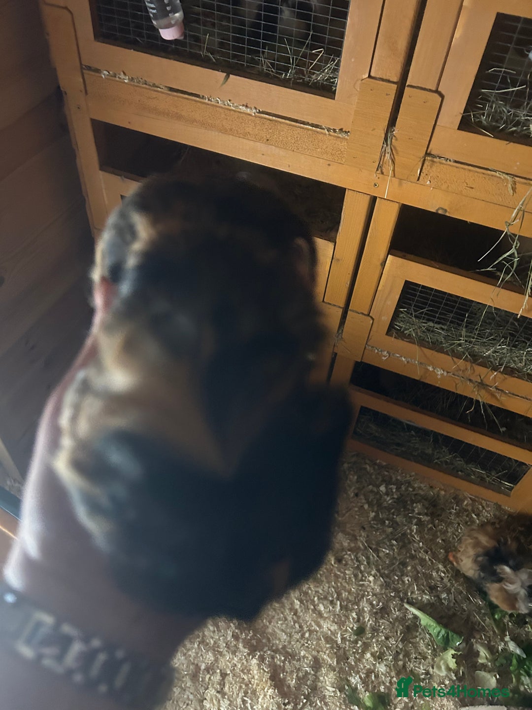 Guinea Pig rodents for sale: 2 male guinespigs  - Image 6
