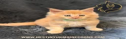 Maine Coon cats for sale: Cream Smoke Male Available - Advert 3