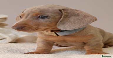 Miniature Dachshund dogs - Advert 10