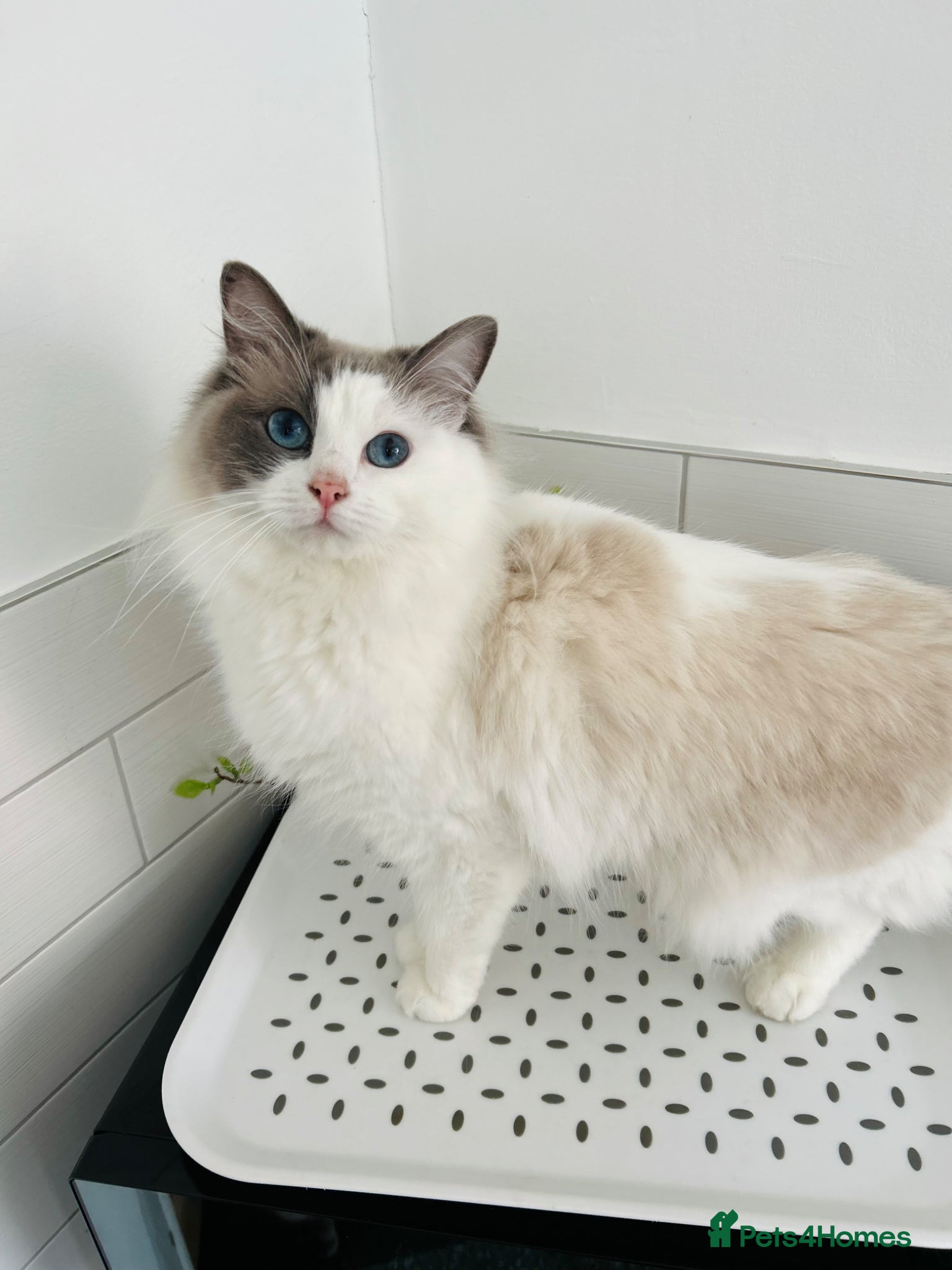 Ragdoll cats Female Ragdoll Cat - 2 years - Advert 1