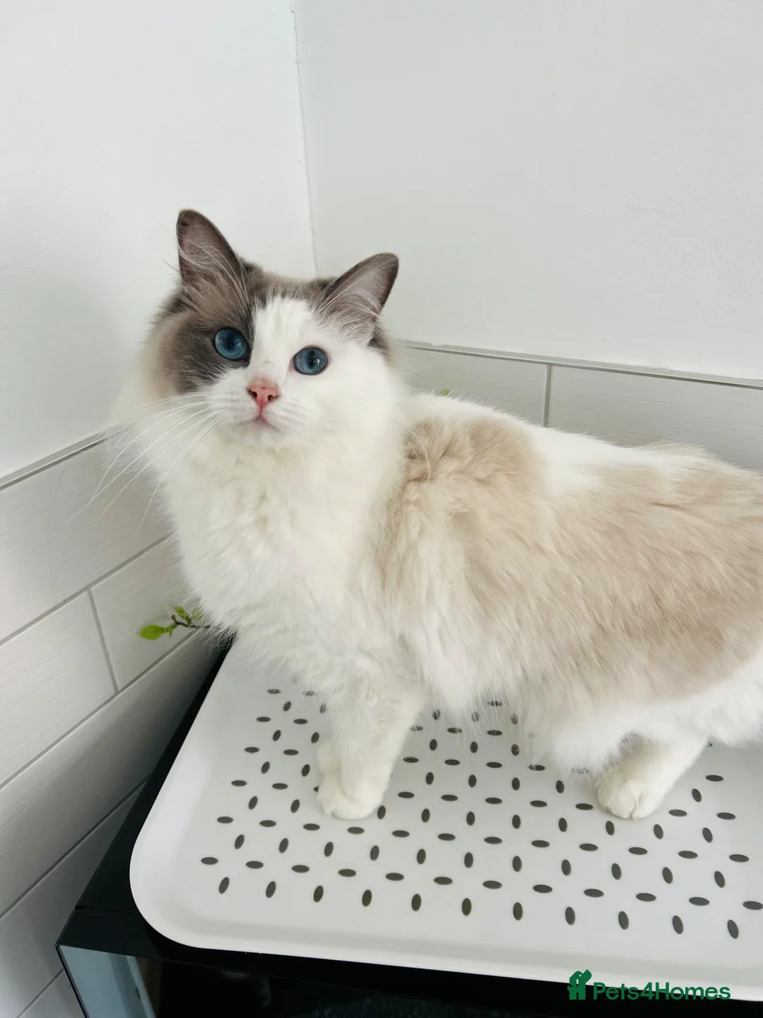 Ragdoll cats for sale: Female Ragdoll Cat - 2 years - Advert 1