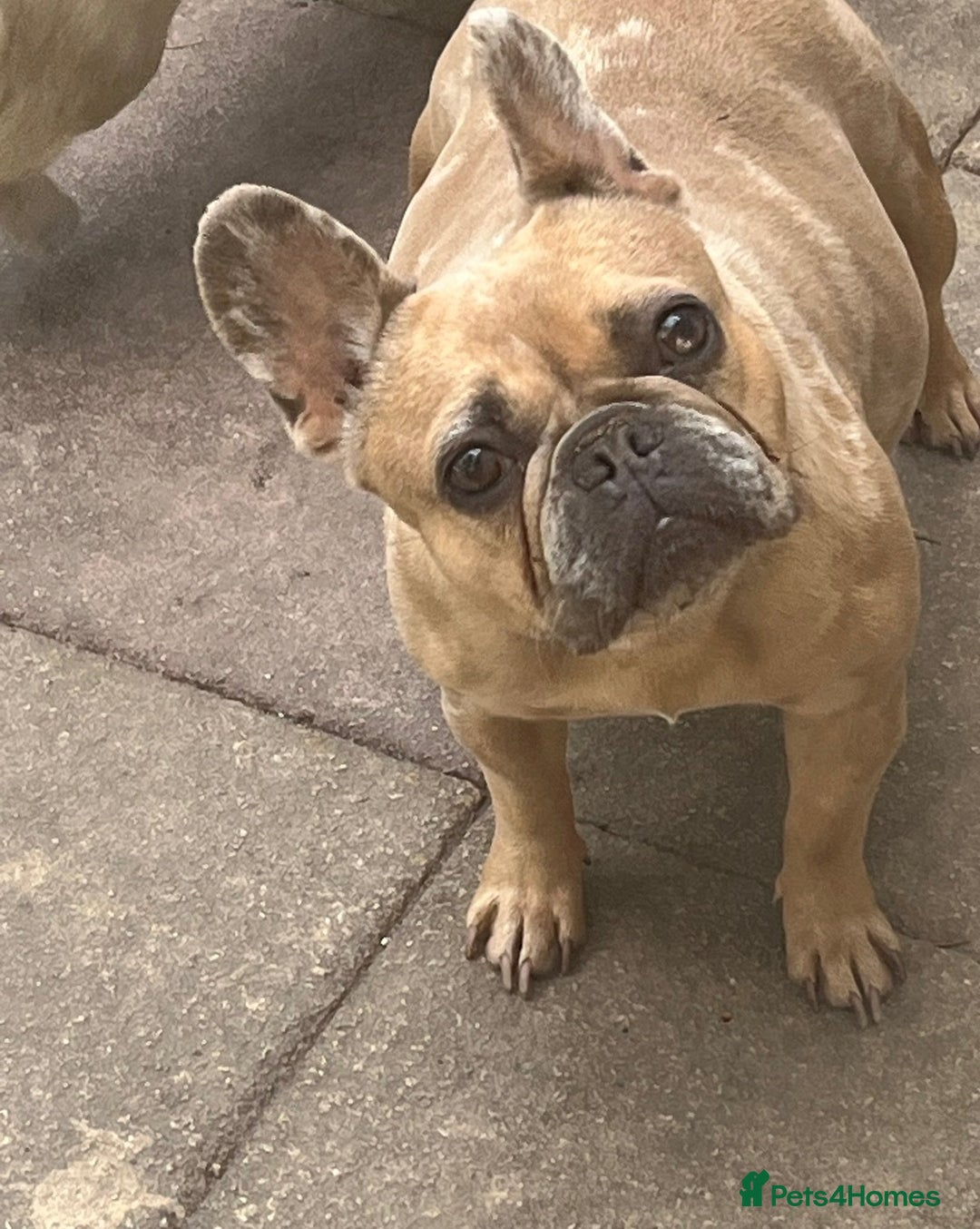 French Bulldog dogs for sale: REDUCED mixed pink and caramel French bulldogs - Advert 6