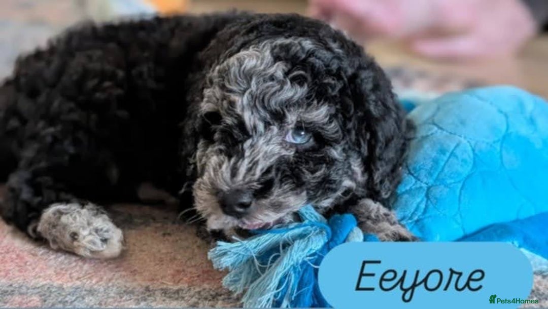 Poochon dogs for sale: Poochon pups stunning Rare colours - Image 4