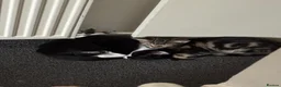 Mixed Breed cats for sale: 5 Month Old Tuxedo Kitten - Advert 3