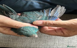 Parakeets birds for sale: Young male kakariki  - Image 3