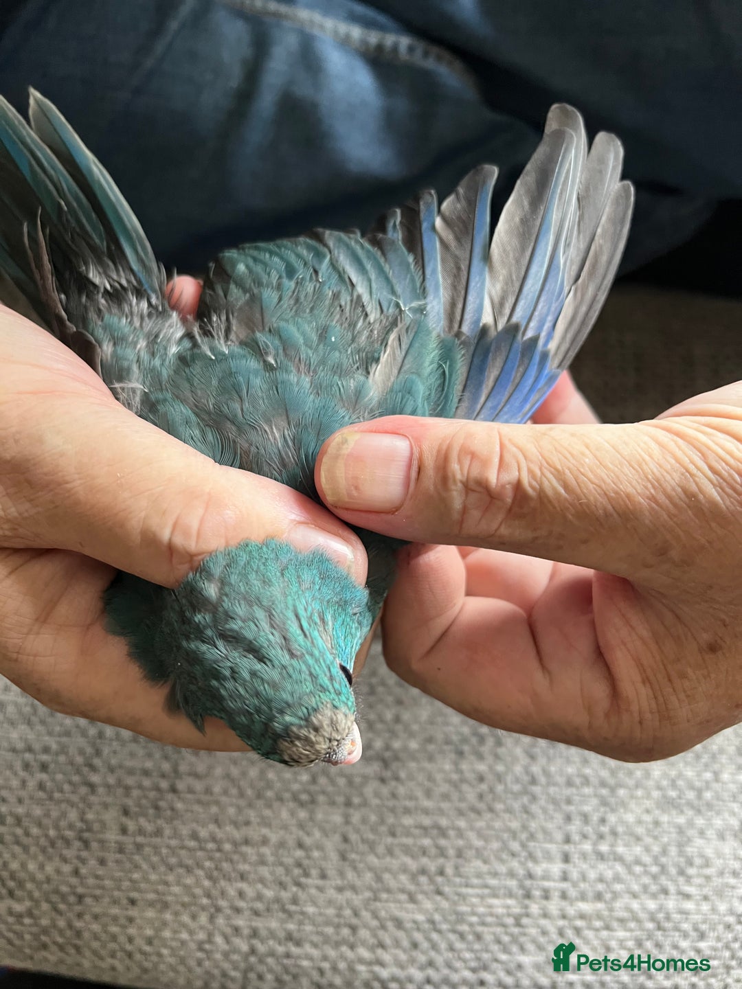 Parakeets birds for sale: Young male kakariki  - Image 3