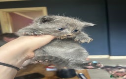 Sphynx cats for sale: House cat x sphinx kittens - Image 3