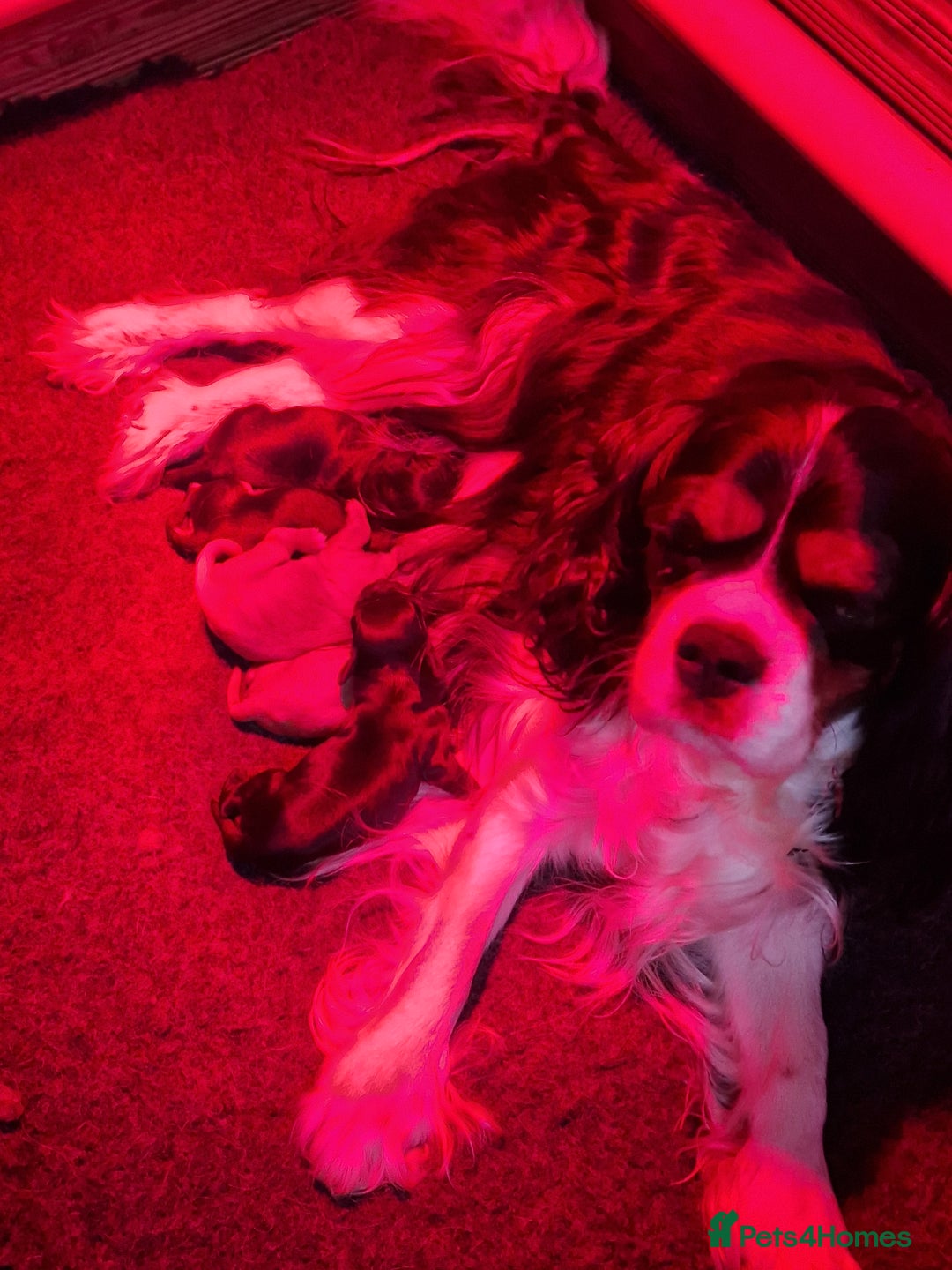 Cavapoo dogs for sale: Quality True mini Cavapoo Puppies in Eastleigh - Image 20