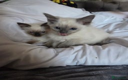 Ragdoll cats for sale: Beautiful ragdoll kittens  - Image 1