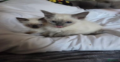 Ragdoll cats - Advert 10