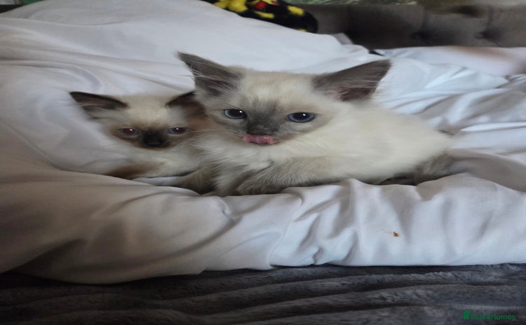 Ragdoll cats - Advert 3