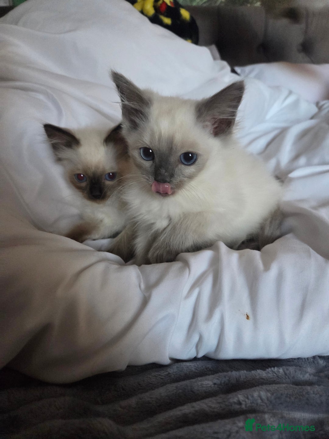 Ragdoll cats for sale: Beautiful ragdoll kittens  - Image 1